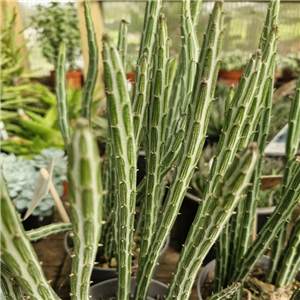 Senecio Stapeliiformis